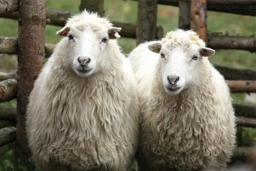 بررسی تغییرات ژنومیكی و ساختار جمعیتی گوسفندان ایران