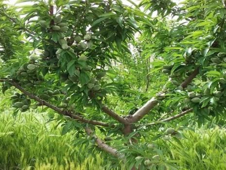 بهره برداری از نخستین باغ مقایسه ای ارقام جدید و پایه های رویشی کشت بافتی در کشور