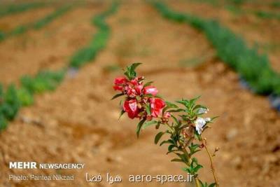 بیشتر از ۳هزار گونه گیاهی انحصاری در ایران بررسی گردید