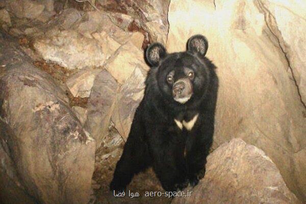 تولید رده سلولی شناسنامه دار از گونه درحال انقراض خرس سیاه بلوچی