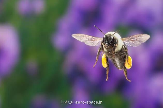 دستگاه تلقیح مصنوعی ملکه ثبت اختراع شد