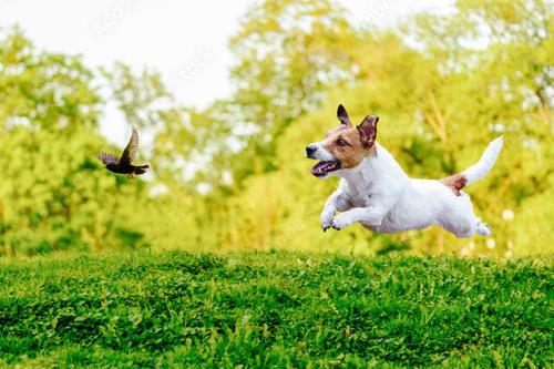 تهدیدات دوست باوفای انسان برای طبیعت!