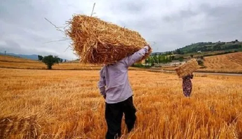 خبر مهم رئیس سازمان برنامه برای گندمکاران
