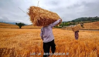 خبر مهم رئیس سازمان برنامه برای گندمکاران خبر مهم رئیس سازمان برنامه برای گندمکاران