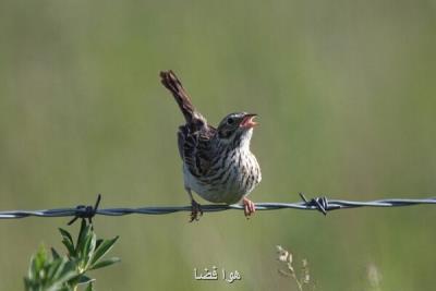 آمریكای شمالی ۳ میلیارد پرنده را از بین برد