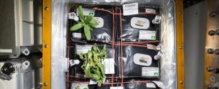 معرفی نخستین میوه كاشته شده در فضا توسط ناسا