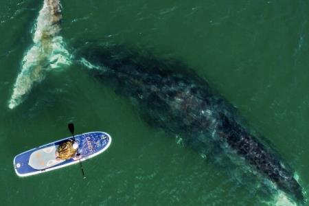 تخمین عمر طبیعی جانداران به وسیله ژنوم آنها ممكن شد