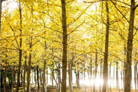 كشف راز طول عمر درختان سه هزار ساله