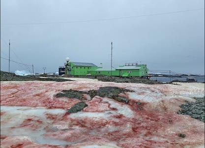 تصاویر برف صورتی در قطب جنوب منتشر گردید