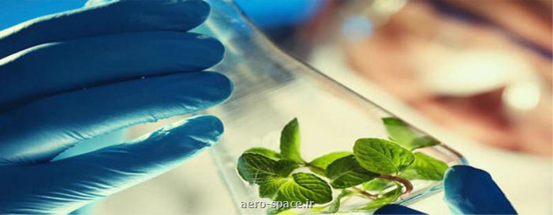 موفقیت محققان ایرانی در افزایش عملكرد گیاه استویا