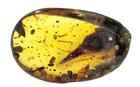 كوچكترین فسیل جهان اشتباهی دسته بندی شده بود