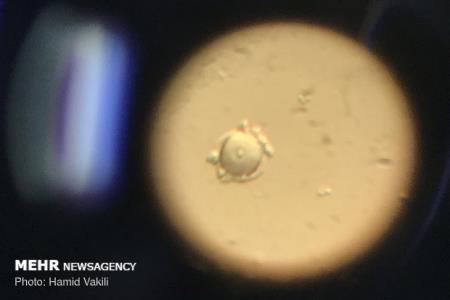 تأثیر كووید ۱۹ بر ناباروری ثابت نشده است