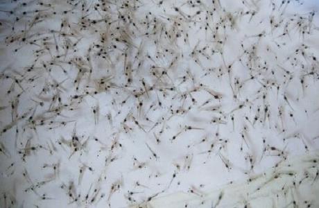 ساخت دستگاهی برای شمارش لارو میگو با خطای 5 درصد