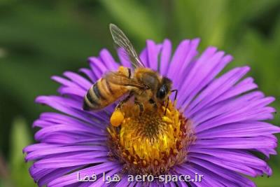 زهر زنبور عسل دارویی مؤثر برای درمان سرطان سینه