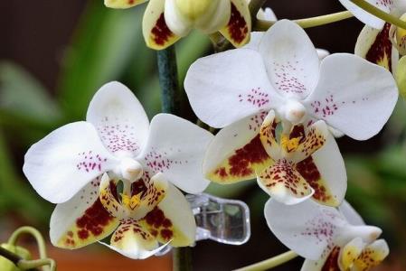 ارائه راهكاری برای تولید گلخانه ای اركیده