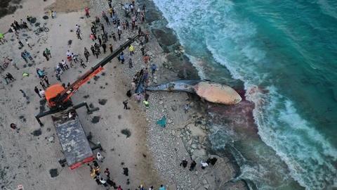 خودكشی نهنگ ها و دست خالی ما برای ابزار تحقیقاتی